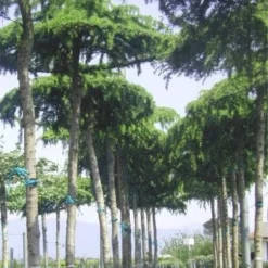 Ceder Als Dakboom (Cedrus Deodara 'Pendula') -Groen Ziel Verkoop 077cedrusdeodarapenduladakvorm 3 1