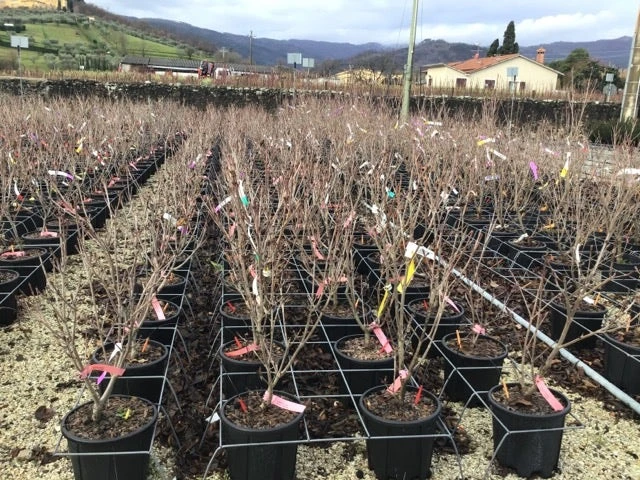 Kornoelje (Cornus Kousa 'Schmetterling') 3 Kornoelje (Cornus Kousa 'Schmetterling') - Afbeelding 3