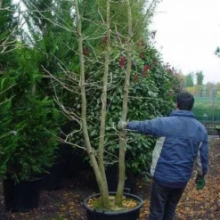 Japanse Notenboom, Meerstammig (Ginkgo Biloba) 21 Japanse Notenboom, Meerstammig (Ginkgo Biloba) -Groen Ziel Verkoop 148ginkgobilobameerstammig 4 1