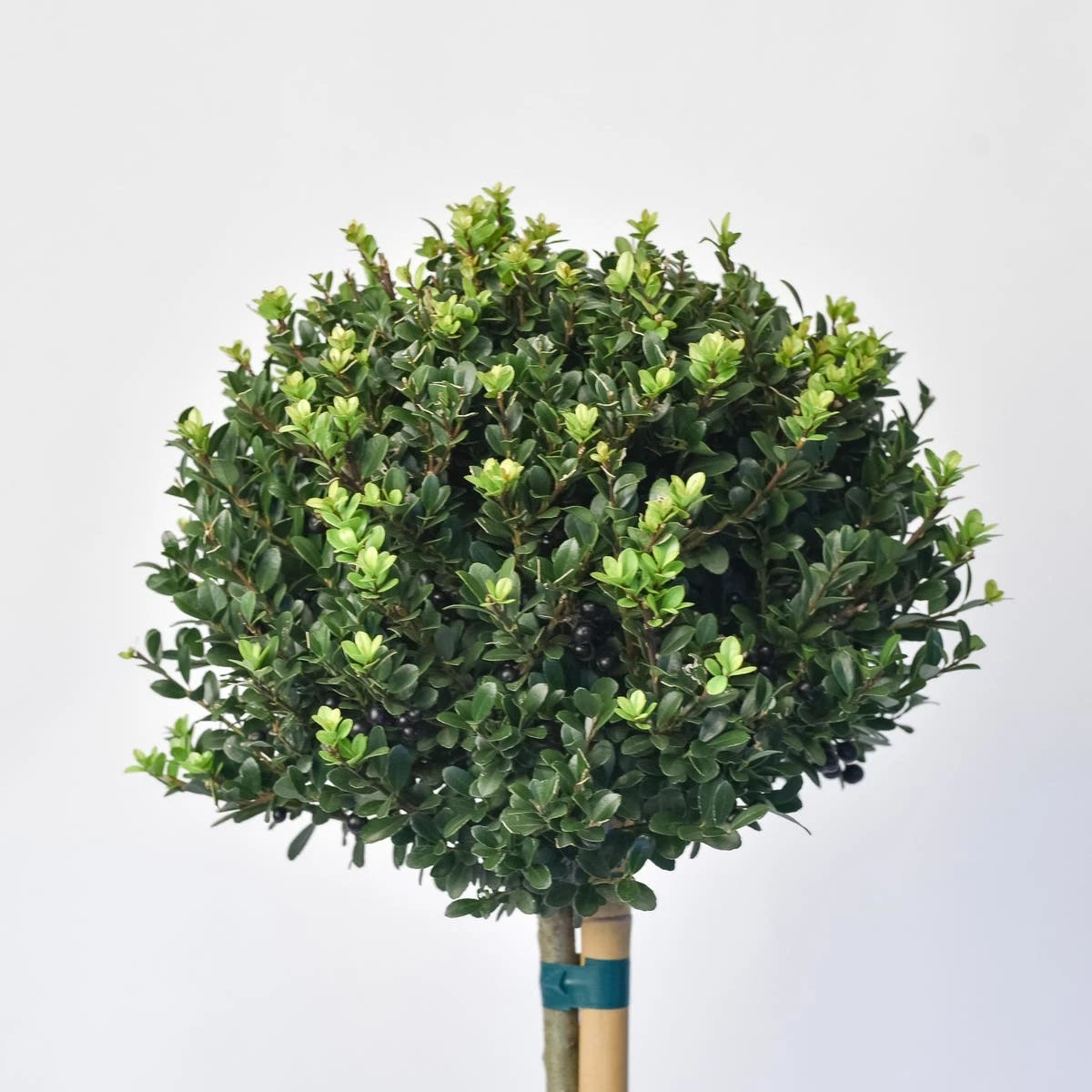 Japanse Hulst Als Bol Op Stam (Ilex Crenata 'Dark Green') 2 Japanse Hulst Als Bol Op Stam (Ilex Crenata 'Dark Green') - Afbeelding 2