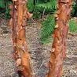 Papieresdoorn (Acer Griseum) 7 Papieresdoorn (Acer Griseum) -Groen Ziel Verkoop 20070629145511 5