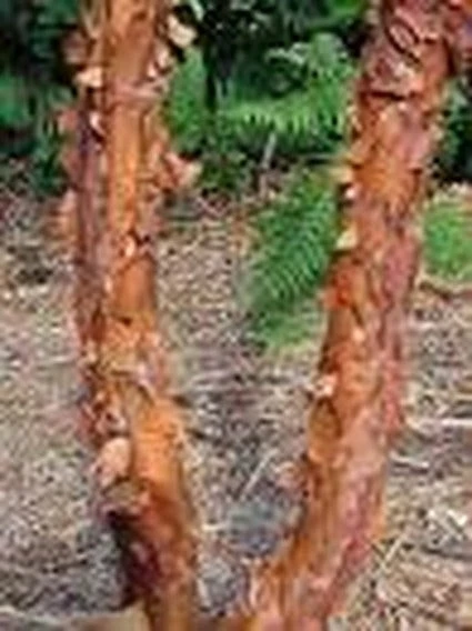 Papieresdoorn (Acer Griseum) 3 Papieresdoorn (Acer Griseum) - Afbeelding 3