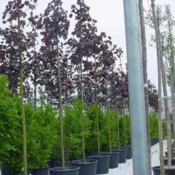 Rode Esdoorn (Acer Platanoides 'Crimson King') 16 Rode Esdoorn (Acer Platanoides 'Crimson King') -Groen Ziel Verkoop 20070701212719 19 1