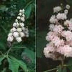 Paardenkastanje (Aesculus Hippocastanum 'Baumannii') 7 Paardenkastanje (Aesculus Hippocastanum 'Baumannii') -Groen Ziel Verkoop 20070702095331 17