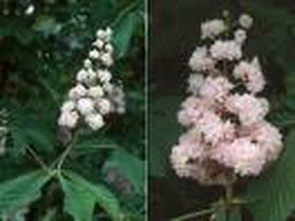 Paardenkastanje (Aesculus Hippocastanum 'Baumannii') 4 Paardenkastanje (Aesculus Hippocastanum 'Baumannii') - Afbeelding 4