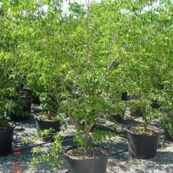 Amerikaanse Kornoelje (Cornus Florida 'Rubra') 13 Amerikaanse Kornoelje (Cornus Florida 'Rubra') -Groen Ziel Verkoop 20070816191341 7