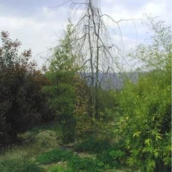 Treurbeuk (Fagus Sylvatica 'Pendula') 8 Treurbeuk (Fagus Sylvatica 'Pendula') -Groen Ziel Verkoop 20070905225726 14