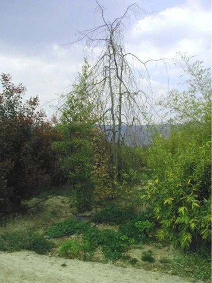 Treurbeuk (Fagus Sylvatica 'Pendula') 3 Treurbeuk (Fagus Sylvatica 'Pendula') - Afbeelding 3