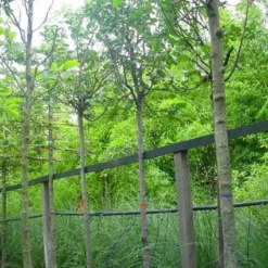 Kweepeer (Cydonia Oblonga) 9 Kweepeer (Cydonia Oblonga) -Groen Ziel Verkoop 20070907160839 5 1