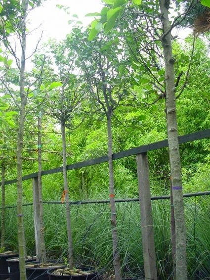 Kweepeer (Cydonia Oblonga) 4 Kweepeer (Cydonia Oblonga) - Afbeelding 4