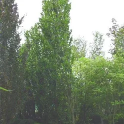 Zuilbeuk (Fagus Sylvatica 'Dawyck')