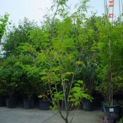 Geelbladige Christusdoorn (Gleditsia Triacanthos 'Sunburst') 18 Geelbladige Christusdoorn (Gleditsia Triacanthos 'Sunburst') -Groen Ziel Verkoop 20070918224447 35 7