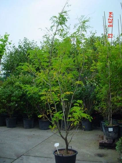 Geelbladige Christusdoorn (Gleditsia Triacanthos 'Sunburst') 4 Geelbladige Christusdoorn (Gleditsia Triacanthos 'Sunburst') - Afbeelding 4