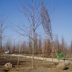 Valse Christusdoorn (Gleditsia 'Skyline')