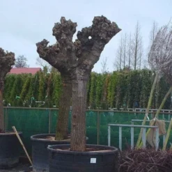 Witte Moerbei (Morus Alba) -Groen Ziel Verkoop 20071010125349 11