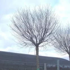 Bolprunus (Prunus Eminens 'Umbraculifera') 11 Bolprunus (Prunus Eminens 'Umbraculifera') -Groen Ziel Verkoop 20071030133043 16