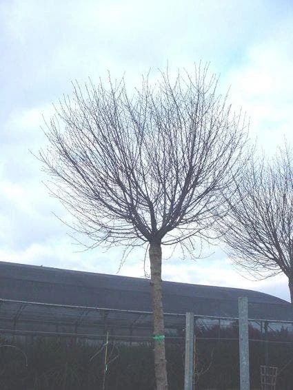 Bolprunus (Prunus Eminens 'Umbraculifera') 5 Bolprunus (Prunus Eminens 'Umbraculifera') - Afbeelding 5