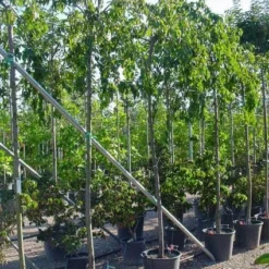 Japanse Treursierkers (Prunus Serrulata 'Kiku-shidare') -Groen Ziel Verkoop 20071109164514 13 1