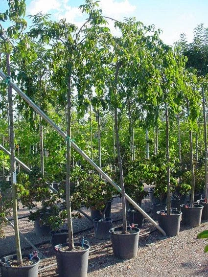 Japanse Treursierkers (Prunus Serrulata 'Kiku-shidare') 3 Japanse Treursierkers (Prunus Serrulata 'Kiku-shidare') - Afbeelding 3