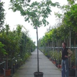 Japanse Sierkers (Prunus Serrulata 'Shirofugen')