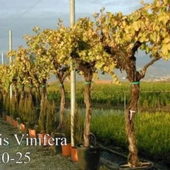 Druif, Op Stam (Vitis Vinifera) -Groen Ziel Verkoop 20071129100358 5