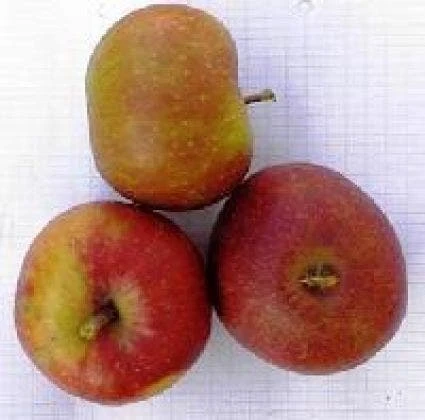 Appelboom (Malus Domestica 'Rode Boskoop') 3 Appelboom (Malus Domestica 'Rode Boskoop') - Afbeelding 3