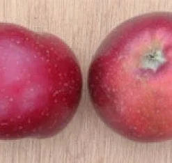 Appelboom (Malus Domestica 'Sterappel') 5 Appelboom (Malus Domestica 'Sterappel') -Groen Ziel Verkoop 20080312135122 4