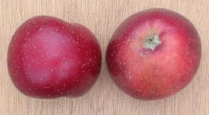 Appelboom (Malus Domestica 'Sterappel') 3 Appelboom (Malus Domestica 'Sterappel') - Afbeelding 3