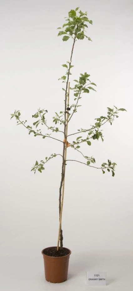 Appelboom (Malus Domestica 'Granny Smith') 2 Appelboom (Malus Domestica 'Granny Smith') - Afbeelding 2