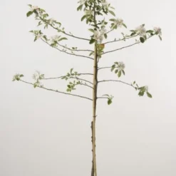 Appelboom (Malus Domestica 'James Grieve')
