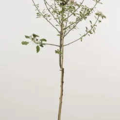 Appelboom (Malus Domestica 'Cox's Orange') -Groen Ziel Verkoop 20080312144237 2 1