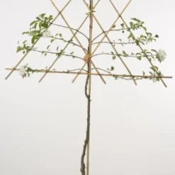 Groen Ziel Verkoop -Groen Ziel Verkoop 20080312151002 1