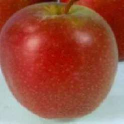 Groen Ziel Verkoop 40 Appelboom (Malus Domestica 'Summerred')