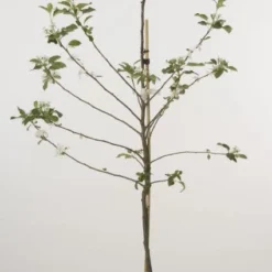 Lei-Appel (Malus Domestica 'Cox's Orange') 17 Lei-Appel (Malus Domestica 'Cox's Orange') -Groen Ziel Verkoop 20080318090058 1