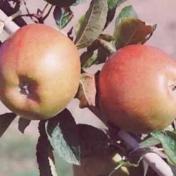 Lei-Appel (Malus Domestica 'Braeburn') -Groen Ziel Verkoop 20080318091048 1 1