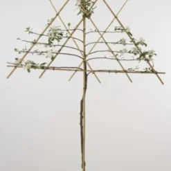 Lei-Appel (Malus Domestica 'Cox's Orange') 18 Lei-Appel (Malus Domestica 'Cox's Orange') -Groen Ziel Verkoop 20080318091143 1 1