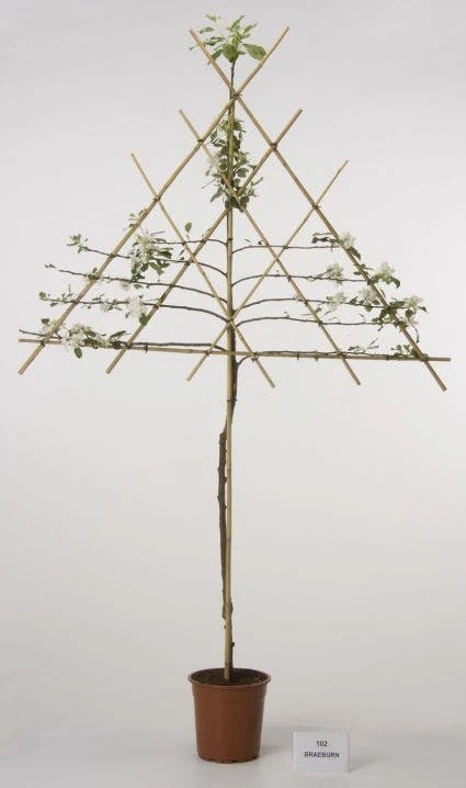 Lei-Appel (Malus Domestica 'Cox's Orange') 9 Lei-Appel (Malus Domestica 'Cox's Orange') - Afbeelding 9