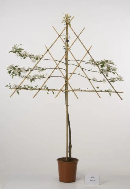 Lei-Appel (Malus Domestica 'Cox's Orange') 7 Lei-Appel (Malus Domestica 'Cox's Orange') - Afbeelding 7