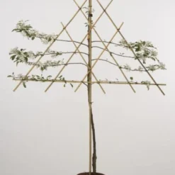 Lei-Appel (Malus Domestica 'Cox's Orange') 16 Lei-Appel (Malus Domestica 'Cox's Orange') -Groen Ziel Verkoop 20080318093506 1