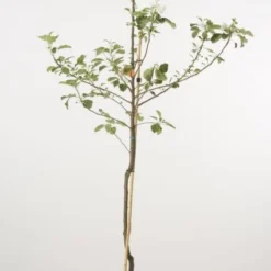 Groen Ziel Verkoop -Groen Ziel Verkoop 20080318143516 2