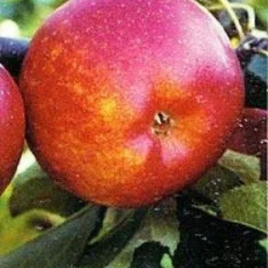 Uitgelichte producten 20 Lei-Appel (Malus Domestica 'Rubinola')