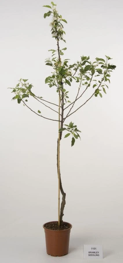 Appelboom (Malus Domestica 'Bramley Seedling') 1 Appelboom (Malus Domestica 'Bramley Seedling')
