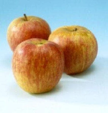 Lei-Appel (Malus Domestica 'Rode Dijkmanszoet') 1 Lei-Appel (Malus Domestica 'Rode Dijkmanszoet')