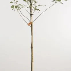 Appelboom (Malus Domestica 'Rode Dijkmanszoet')