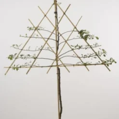 Lei-Appel (Malus Domestica 'Cox's Orange') 19 Lei-Appel (Malus Domestica 'Cox's Orange') -Groen Ziel Verkoop 20080326220814 1