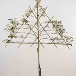 Lei-Appel (Malus Domestica 'Cox's Orange') 15 Lei-Appel (Malus Domestica 'Cox's Orange') -Groen Ziel Verkoop 20080326222237 1 1