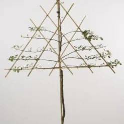 Lei-Appel (Malus Domestica 'Cox's Orange') 12 Lei-Appel (Malus Domestica 'Cox's Orange') -Groen Ziel Verkoop 20080326222553 1 1