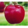 Appelboom (Malus Domestica 'Rode Jonagold')