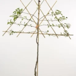 Lei-Appel (Malus Domestica 'Cox's Orange') 14 Lei-Appel (Malus Domestica 'Cox's Orange') -Groen Ziel Verkoop 20080326223921 1 1