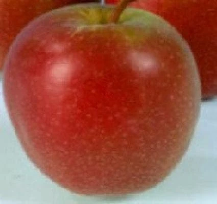 Lei-Appel (Malus Domestica 'Summerred') 1 Lei-Appel (Malus Domestica 'Summerred')